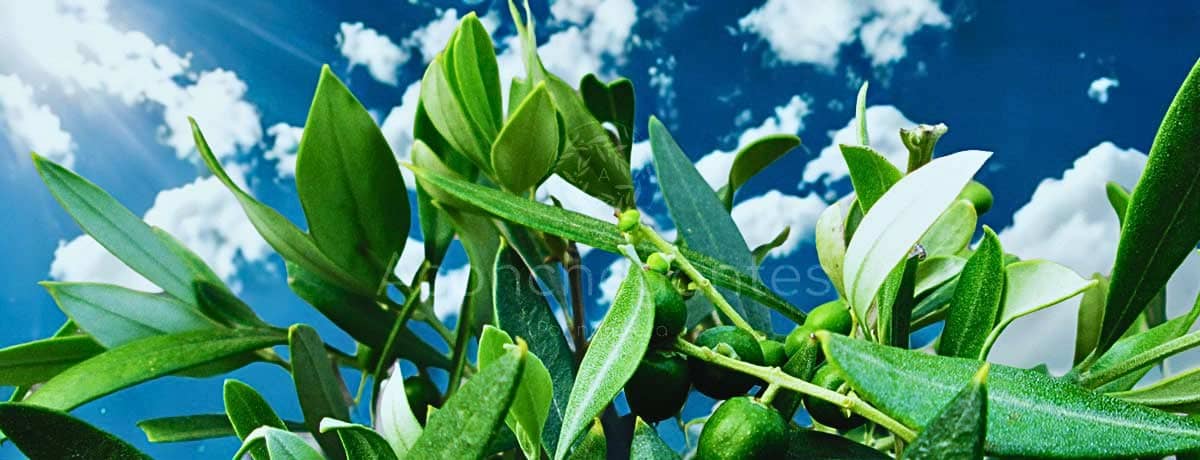 Dia Internacional do Meio Ambiente: o conforto também pode ser sustentável