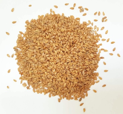 Sementes de linhaça