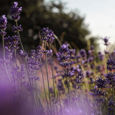 Plump It Up - Botanical Face Elixir Plump It Up - Botanical Face Elixir