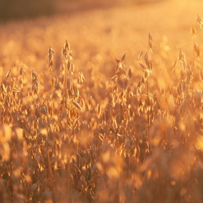 Oatmeal & Coffee Exfoliation - Soap