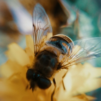 Honey Bunny - Rosemary Honey Honey Bunny - Rosemary Honey