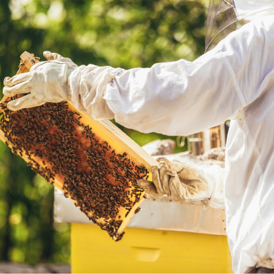 Honey Bunny - Rosemary Honey Honey Bunny - Rosemary Honey