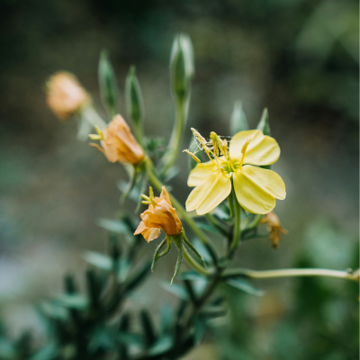 The Special One - Renewing Face Cream