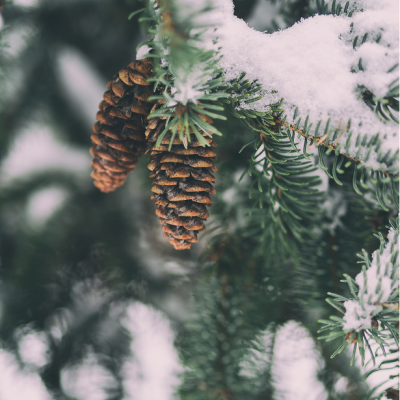 Forest Bathing - Alma Winter Collection