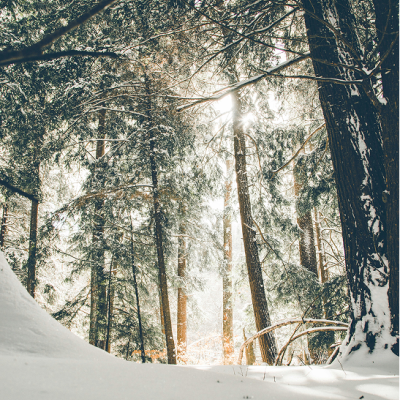 Forest Bathing - Alma Winter Collection