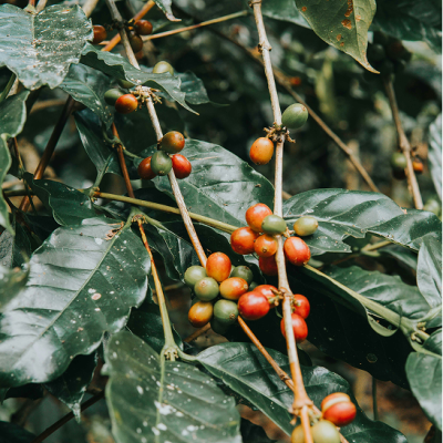 Oatmeal & Coffee Exfoliation - Soap