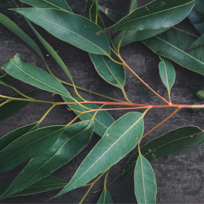 Nature's First Aid - Balm Bundle