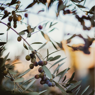 Calendula Soap Calendula Soap