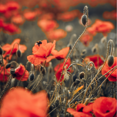 Mint Exfoliation Soap