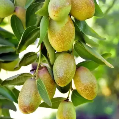 The Special One - Renewing Face Cream