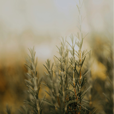 The Regenerator - Botanical Balm