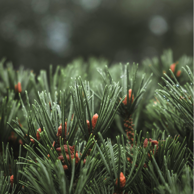 Forest - Soap Forest - Soap