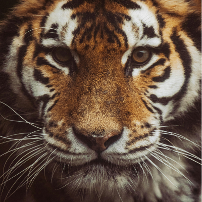 Free the Tiger! - Botanical Balm