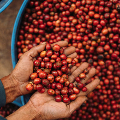 Oatmeal & Coffee Exfoliation - Soap