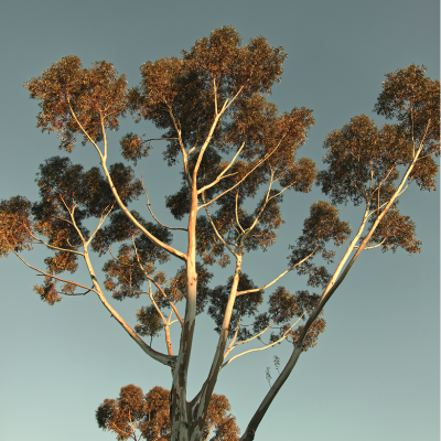 Breathe Easy - Botanical Balm Breathe Easy - Botanical Balm