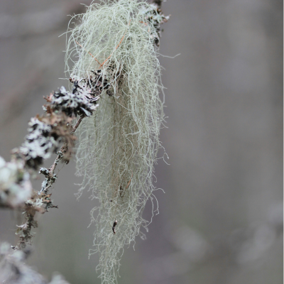 Smooth Operator - Shaving Soap Smooth Operator - Shaving Soap