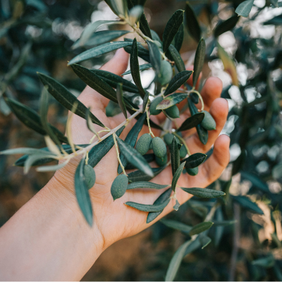 Avocado Soap Avocado Soap