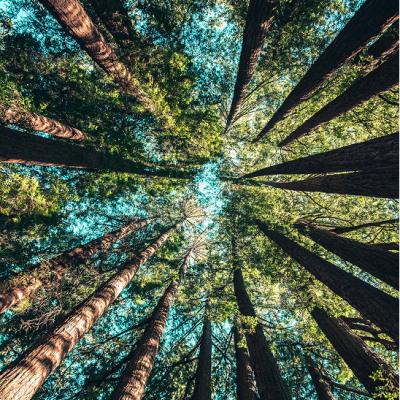 Forest - Soap Forest - Soap