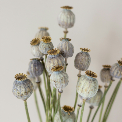 Mint Exfoliation Soap