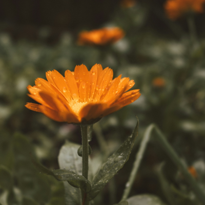 Calendula Soap Calendula Soap