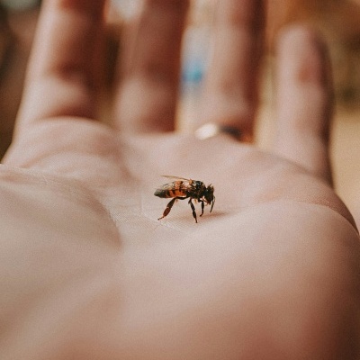 Honey Bunny - Rosemary Honey Honey Bunny - Rosemary Honey