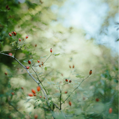 The Special One - Renewing Face Cream