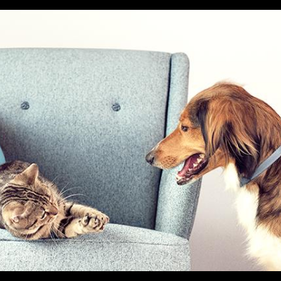 Anti-parasitas e repelentes