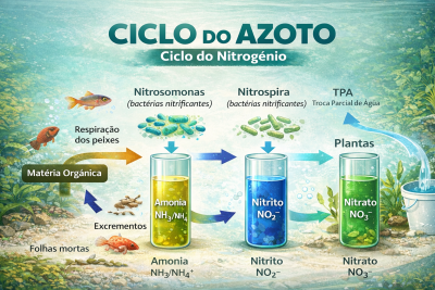 Ciclagem do Aquário: O Que É, Como Fazer e Quanto Tempo Demora