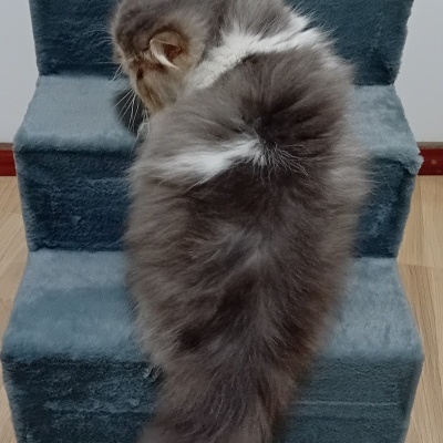 Escada de apoio para cão/ gato