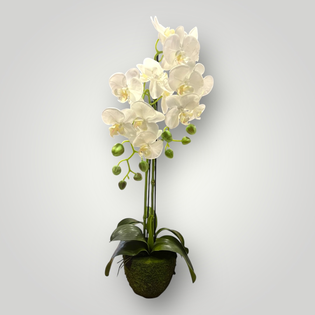 Orqu&#x00ED;dea&#x20;com&#x20;vaso&#x20;natural