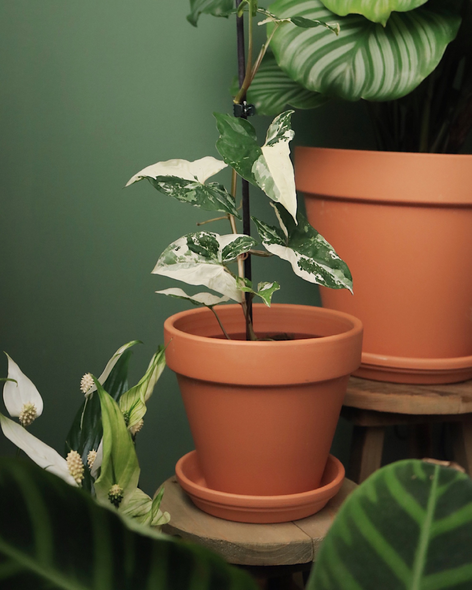 Vaso&#x20;tradicional&#x20;6