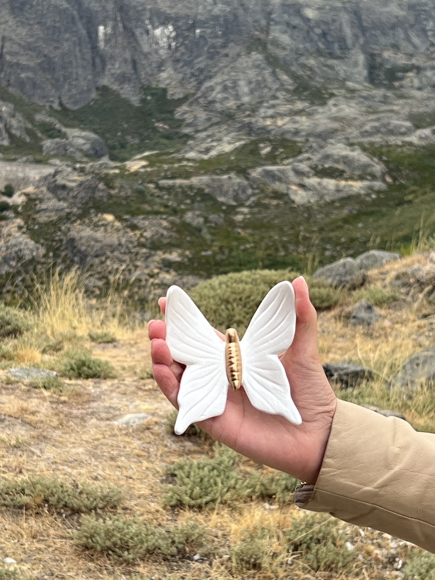 Borboleta&#x20;nova
