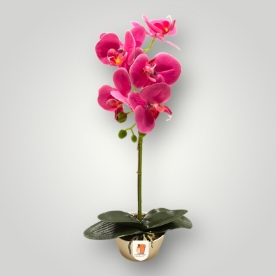 Orqu&#x00ED;dea&#x20;com&#x20;vaso