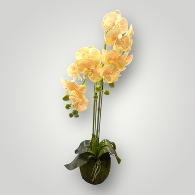 Orqu&#x00ED;dea&#x20;com&#x20;vaso&#x20;natural