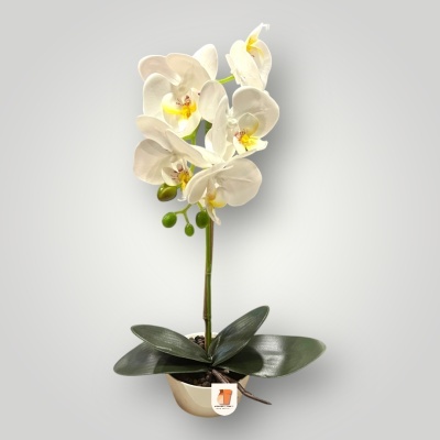 Orqu&#x00ED;dea&#x20;com&#x20;vaso