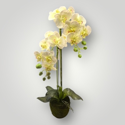Orqu&#x00ED;dea&#x20;com&#x20;vaso&#x20;natural