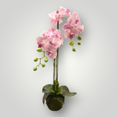 Orqu&#x00ED;dea&#x20;com&#x20;vaso&#x20;natural