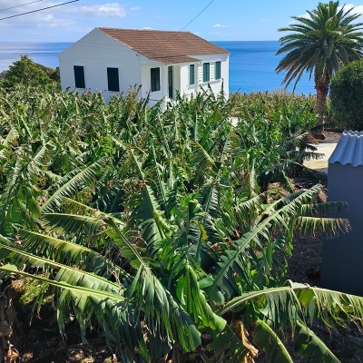 Freeze-Dried Bananas from the Azores