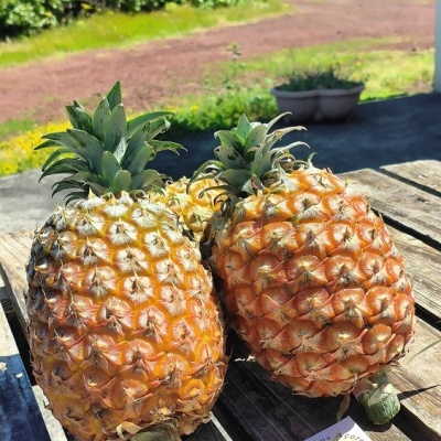 Pineapple Slices Pineapple Slices