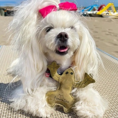 FunnyZoo brinquedo cão sapo