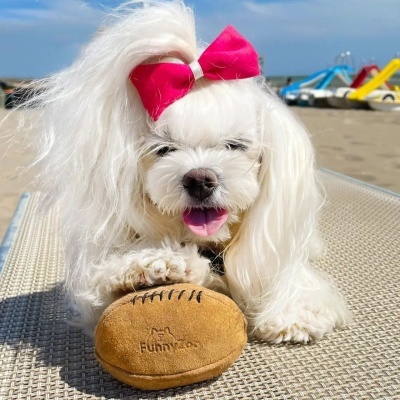 FunnyZoo brinquedo cão bola