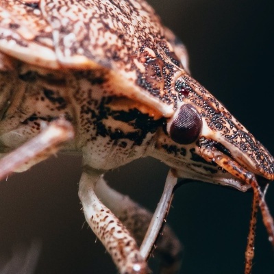 Percevejos das Camas