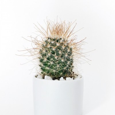Round Cylinder White Pot Cactus