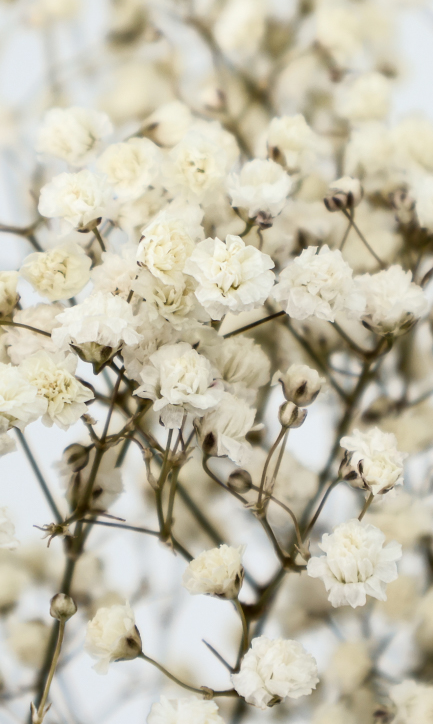 Gipsofila Preservada