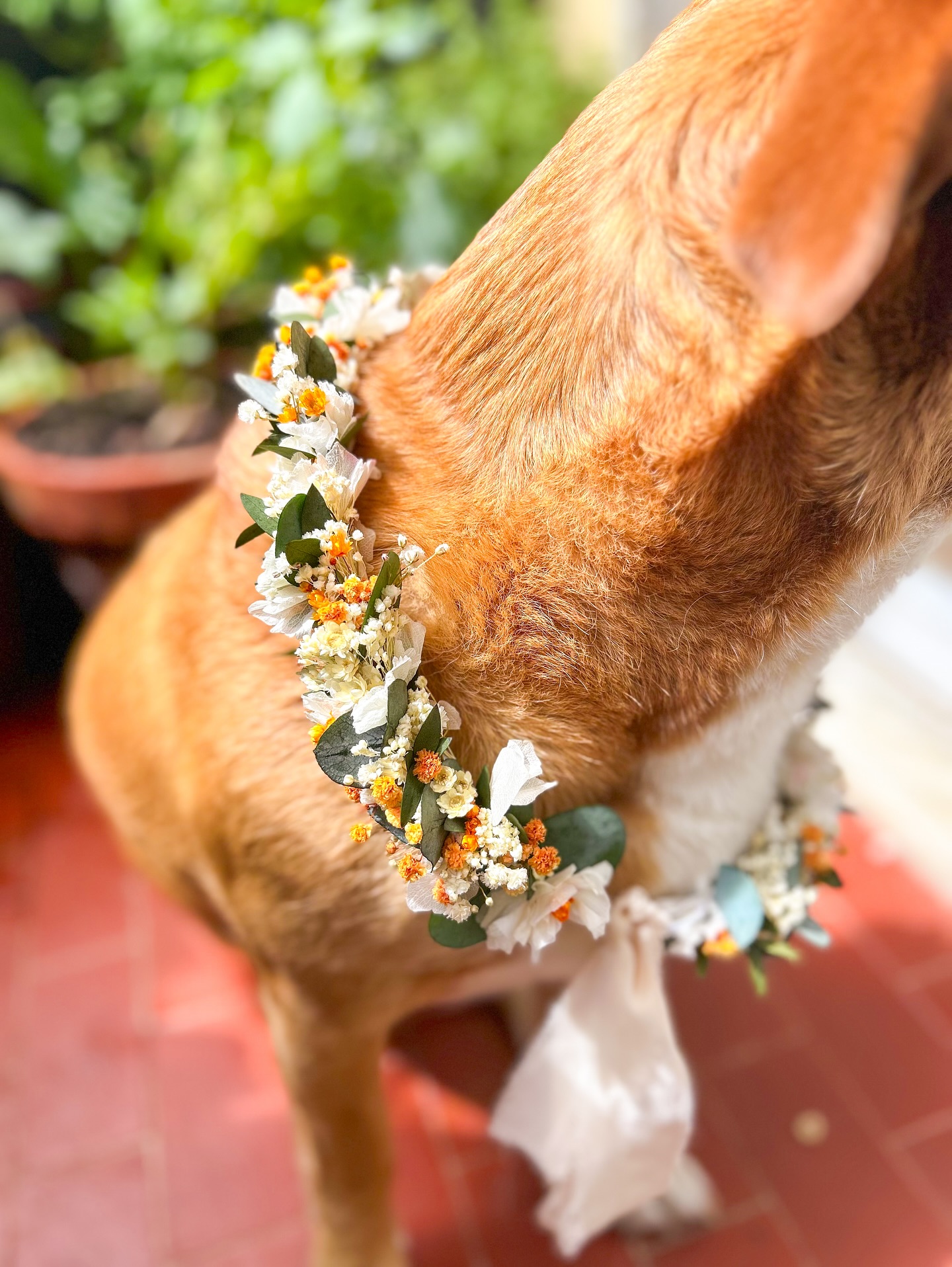 Coleira para Cão em Flores Secas e Preservadas