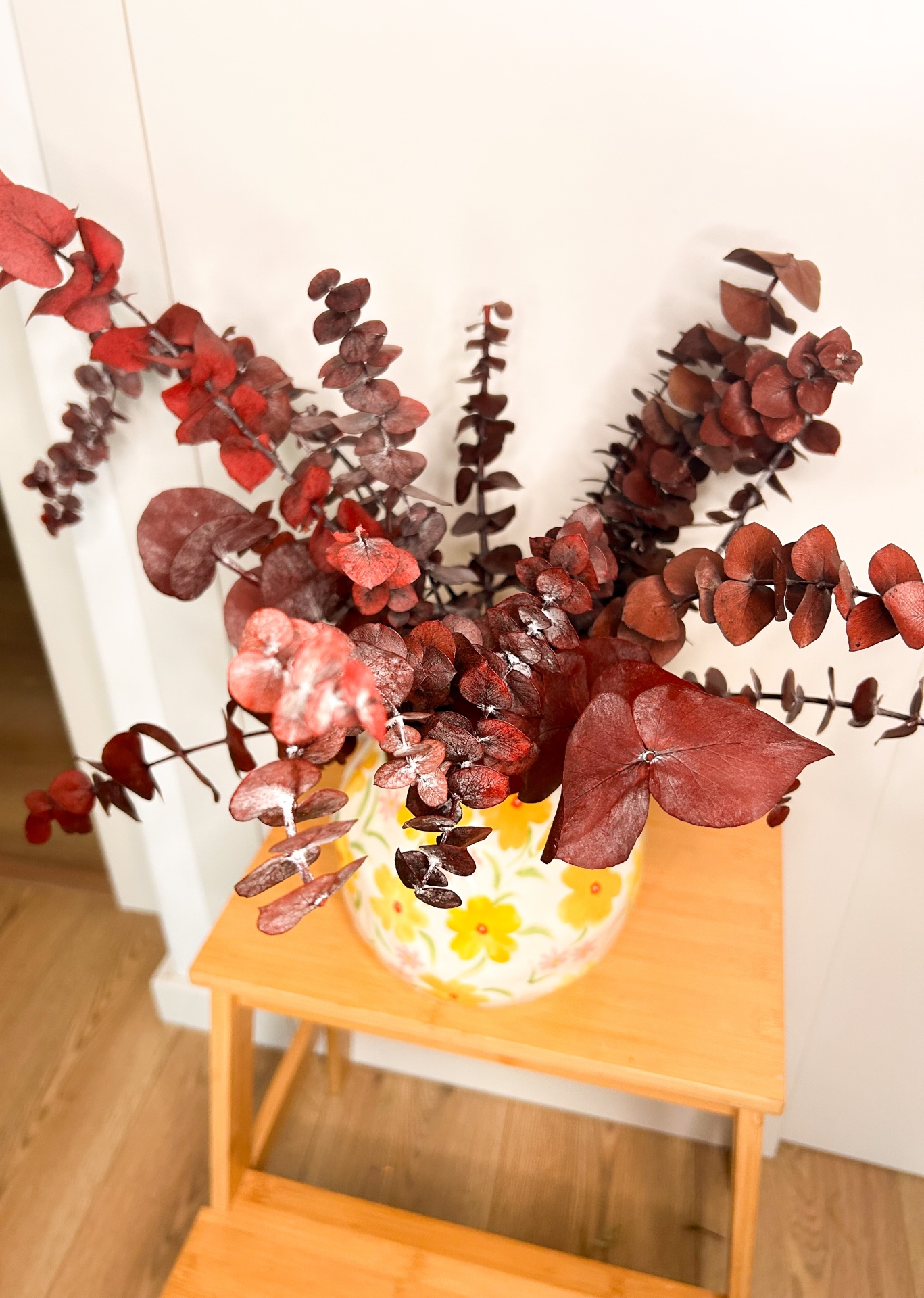 Eucalipto - Várias Cores