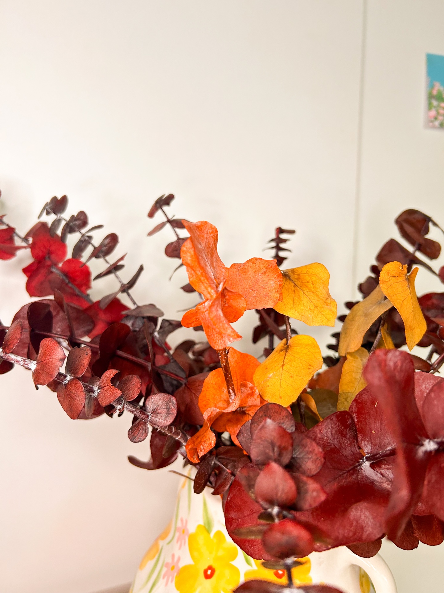 Eucalipto - Várias Cores