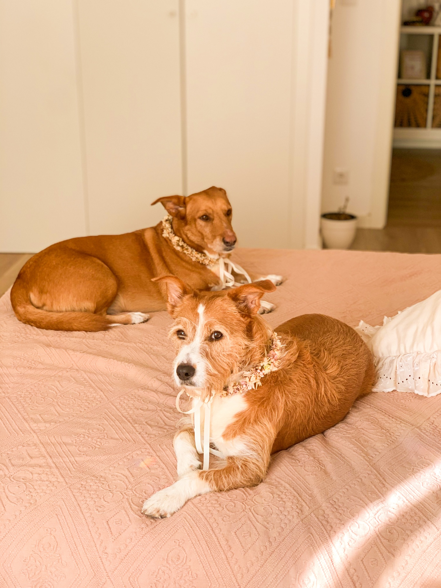 Coleira para Cão em Flores Secas e Preservadas
