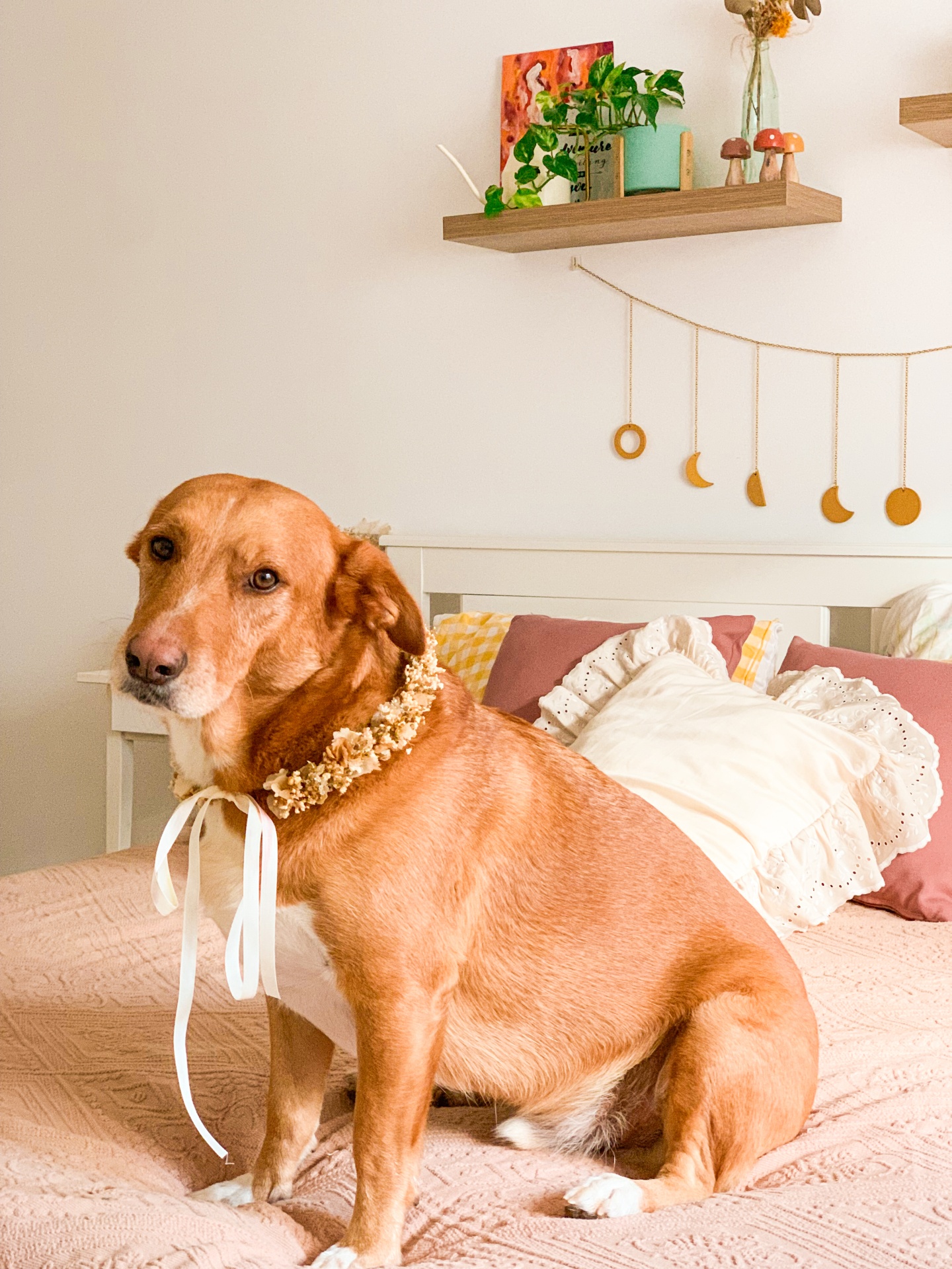Coleira para Cão em Flores Secas e Preservadas