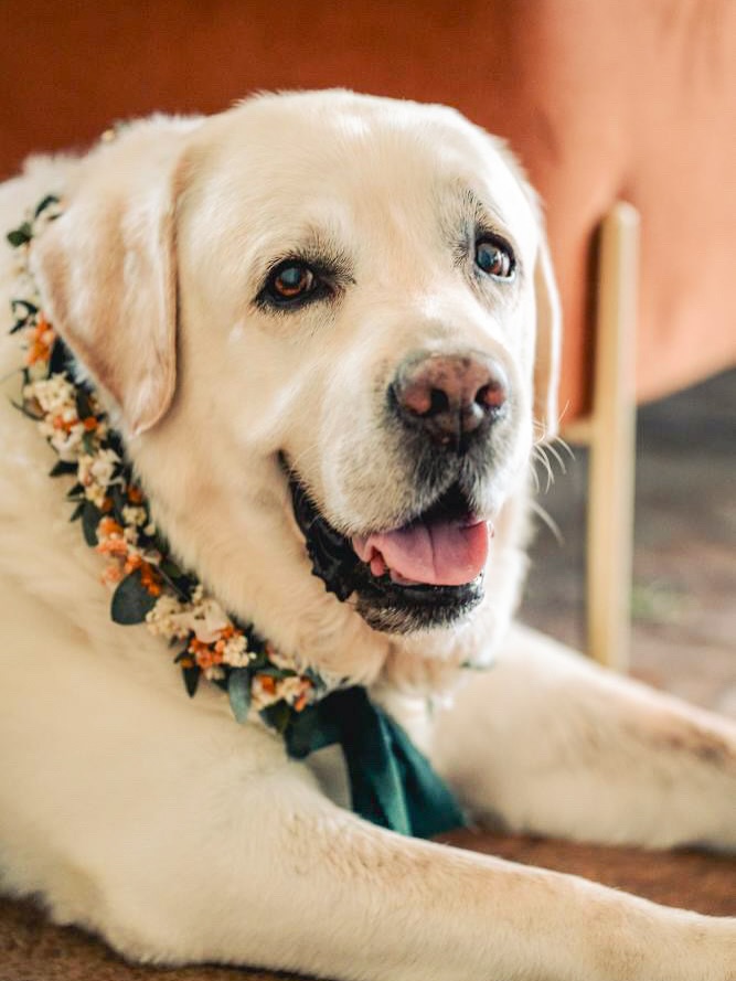 Coleira para Cão em Flores Secas e Preservadas